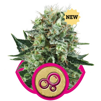 Bubble Kush – Feminized – Royal Queen Seeds