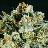 SuperCBDx Seeds Lemon Haze x SCBDx Feminized