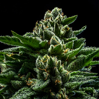 Ripper Seeds Do-G Feminized