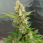 Gorilla Ice Cream – Feminized – Expert Seeds