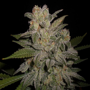 Northern Lights Auto – Feminized – Expert Seeds