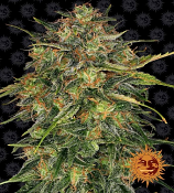 Cheese - Feminized - Barneys Farm