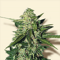 Bulk Seeds Auto Mazar Feminized