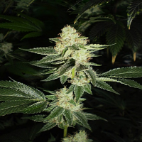 Cali Connection Seeds Louis XIII OG Feminized