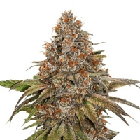 Seed Stockers Seeds Superior Blackberry Gum Auto Feminized