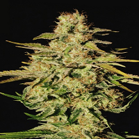 Paradise Seeds Jacky White Feminized