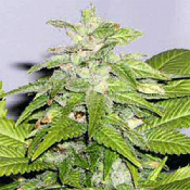 Early Bird Skunk - Feminized - Sagarmatha Seeds