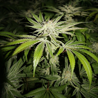 Pheno Finder Seeds Simple Wedding Cake S1 Feminized