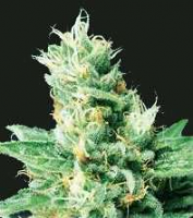 De Sjamaan - Widow 2004 Regular