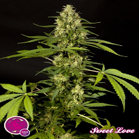 Philosopher Seeds SweetLove Feminized