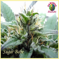 Paradise Seeds Sugar Babe Regular