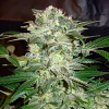 World of Seeds Legends Collection Mazar Kush Feminised