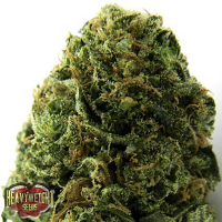 Heavyweight Seeds Massive Midget Auto Feminized