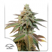 Auto Kerosene Krash - Feminized - Dutch Passion Seeds