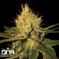 Cannalope Haze - Feminized - DNA Genetics