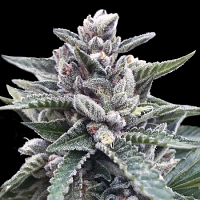 Kosher Sorbet (Sorbet Collection) - Feminized - DNA Genetics Seeds