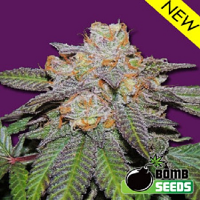 Bomb Seeds Cherry Bomb Auto Feminized 