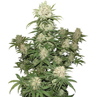 Concrete Jungle Seeds Blueberry Auto Feminized