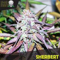Black Skull Seeds Sherbert Feminized