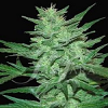 Samsara Seeds Crazy Miss Hyde Feminized
