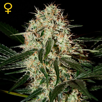 Green House Seeds Arjans Haze #3 Feminized
