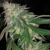 Kuntz - Feminized - Pheno Finder Seeds