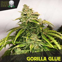 Gorilla Glue - Feminized - 2023 Cannabis Seed Collection