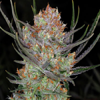 TGA Subcool Seeds Bryan Berry Cough Regular