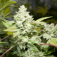 Original Glue (GG4) fka GG. - Feminized - GG Strains