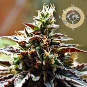 Congo (Landraces) - Feminized - Anesia Seeds