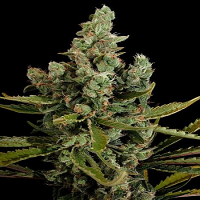 Bulk Seeds Canadian Stilton Feminized