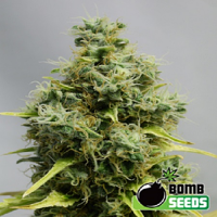 Bomb Seeds Big Bomb Regular