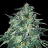 Samsara Seeds Jekyll Passion Feminized