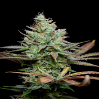 TGA Subcool Seeds Pennywise Regular