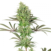 Double Banana Kush - Feminized - White Label (American Line)