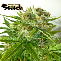 Flash Seeds Onyx Auto Regular