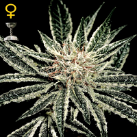 Green House Seeds El Nino Feminized