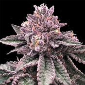 DNA Cake - Feminized - DNA Genetics