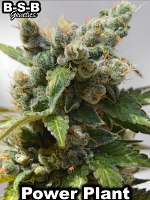 Power Plant - Feminized - BSB Genetics