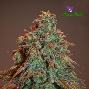 Auto Nova O.G. - Feminized - Anesia Seeds