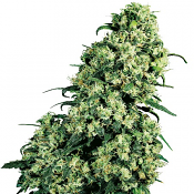 Double Kush Cake - Feminized - Sensi Seeds Research