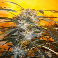 Flash Seeds Nirvana Sky Super Auto Feminized