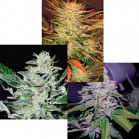 Paradise Seeds Indica Champion Pack Feminised
