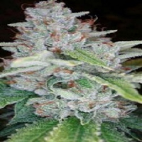 Reserva Privada Seeds Skywalker Kush Feminized