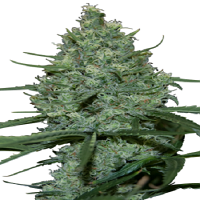 Seedmakers Seeds Critical Feminized