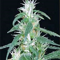 Medical Seeds Jack La Mota Feminized