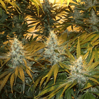 Sagarmatha Seeds Chunky Skunk  Feminized
