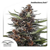 Auto Blackberry Kush® - Feminized - Dutch Passion