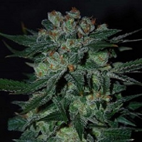 World of Seeds Diamond Line Obsession Feminized