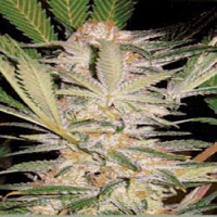 Sweet Seeds SAD F1 Fast Feminized
